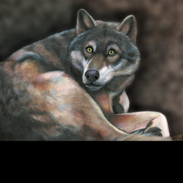 Timberwolf
